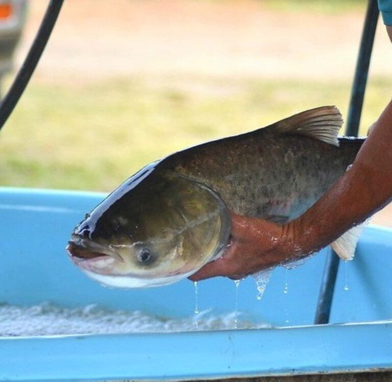 Feira do Peixe de Porto Acre começa nesta quarta com venda direta e produtos regionais