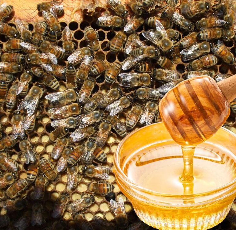 De 6 para 14 toneladas: produção de mel dispara no Acre e setor ganhará “fábrica de enxame”