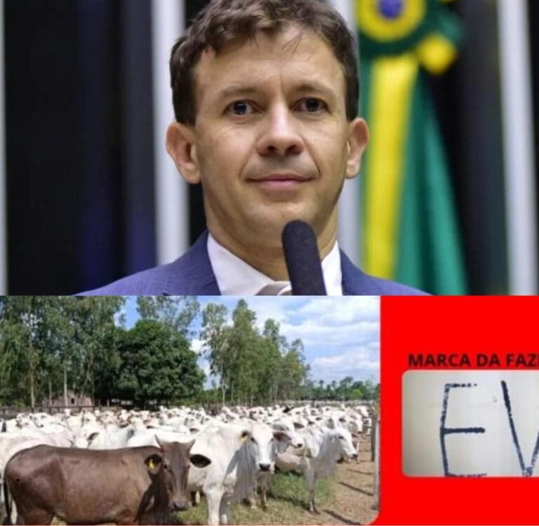 Quase 50 novilhas do deputado Eduardo Velloso são furtadas em fazenda na BR-317, em Boca do Acre