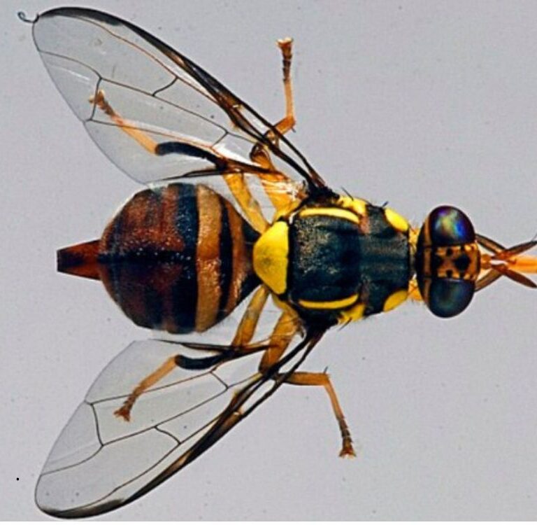 MAPA declara erradicação da mosca-da-carambola em seis municípios do Pará