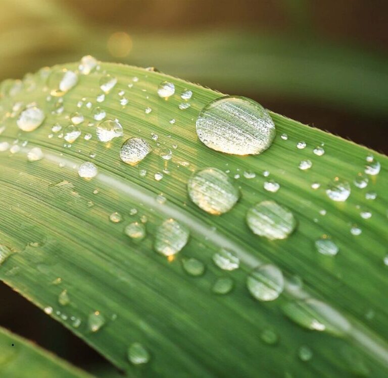 Adubação foliar fortalece pastagens e impulsiona produtividade do rebanho