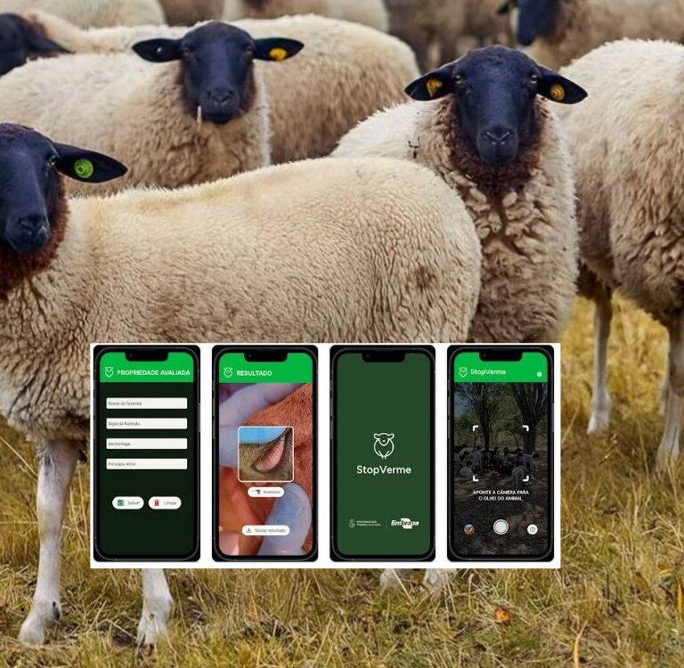 Aplicativo usa foto do olho do ovino para identificar verminose em rebanhos