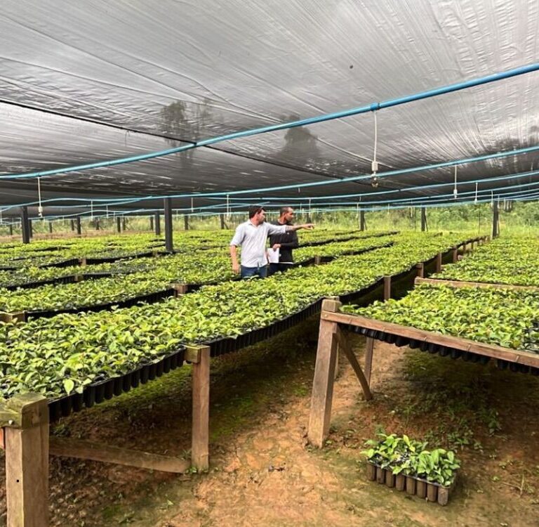 Pecafes: Seagri inicia acompanhamento técnico em viveiros de mudas de café e cacau