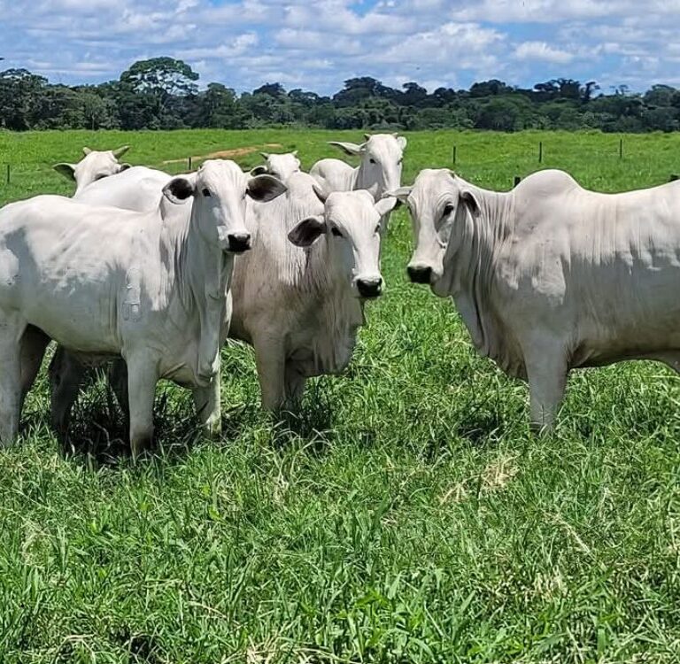Acre entra no top 5 dos estados com maior crescimento de gado no Brasil