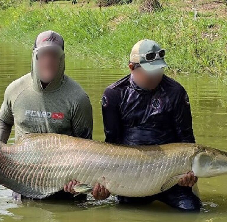 Ibama declara pirarucu como espécie invasora fora de área natural: Venda ficará mais rígida