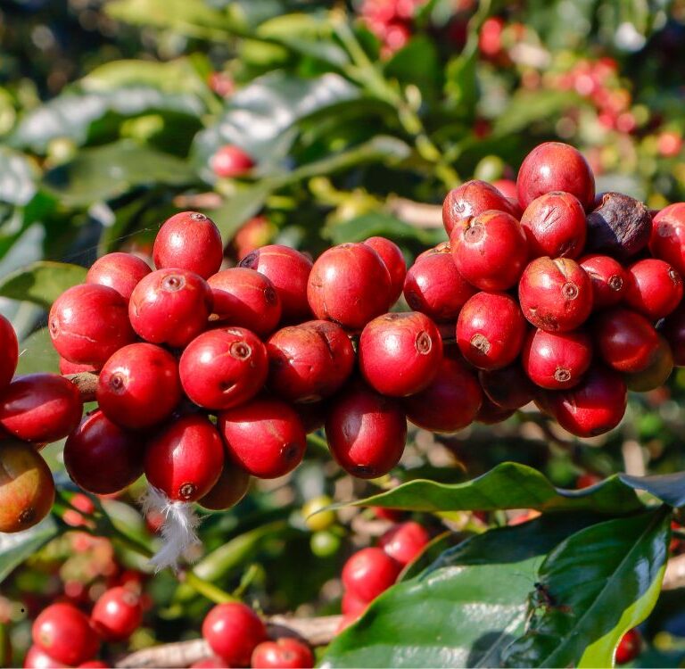 Senado avança em projeto que cria o “Selo Verde Café Amazônia”