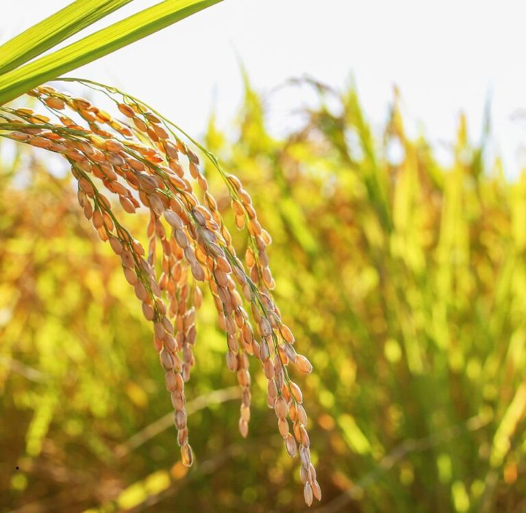 Portaria estabelece subvenção de até R$ 70 milhões para produtores de arroz