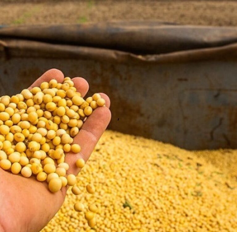 Ceará e Acre lideram crescimento da soja no Brasil, aponta IBGE