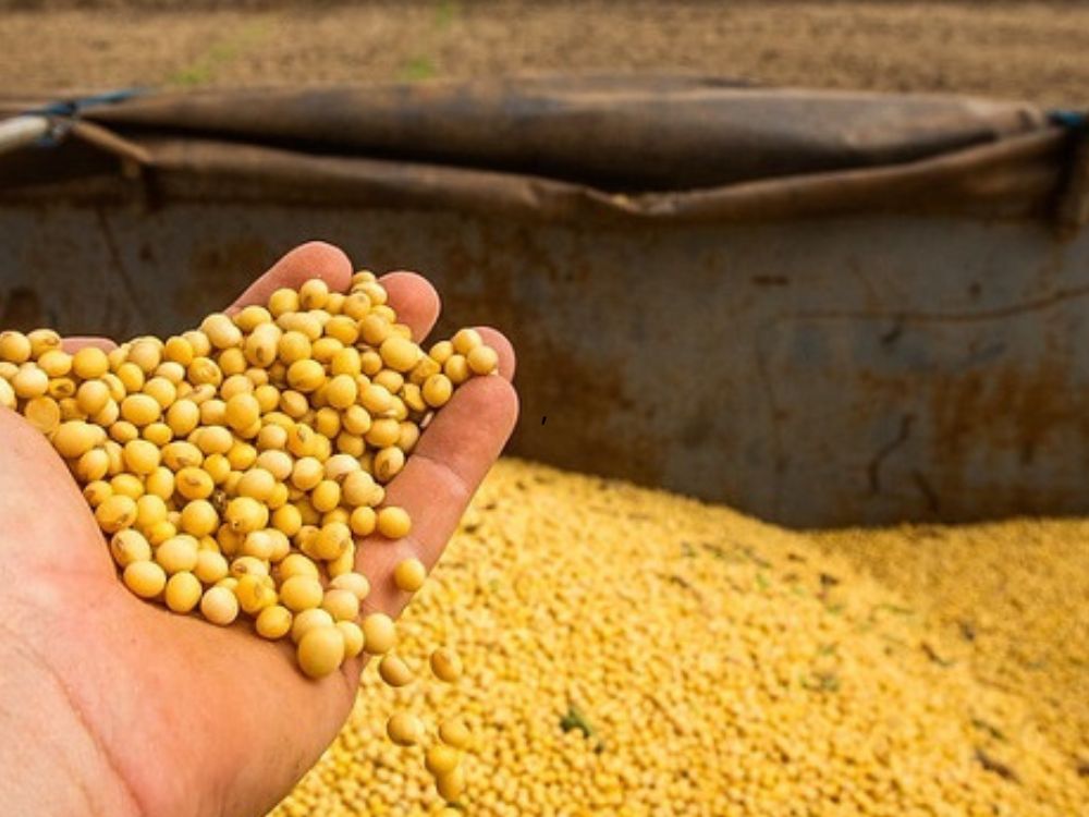 Ceará e Acre lideram crescimento da soja no Brasil, aponta IBGE