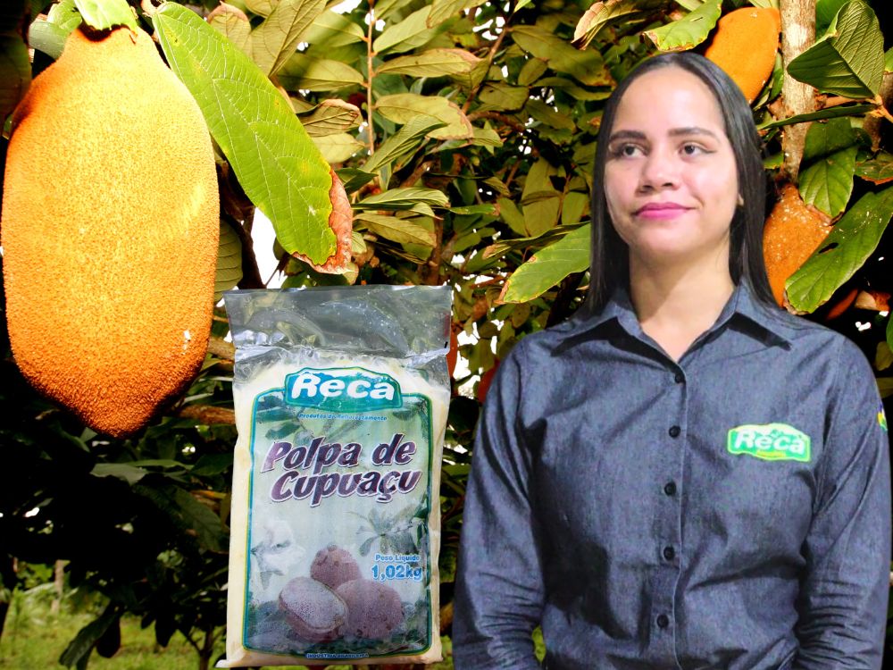 Cooperativa RECA enfrenta impactos do clima com supersafra concentrada de cupuaçu