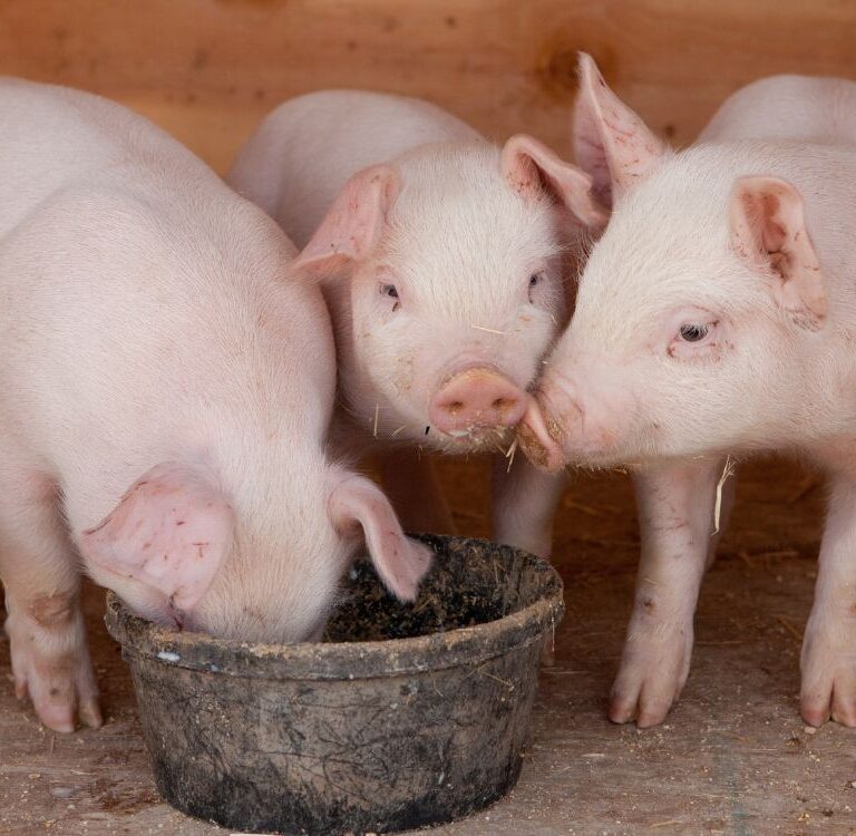 Suinocultura: Três projetos de criação de suínos são liberados em Epitaciolândia e Brasiléia