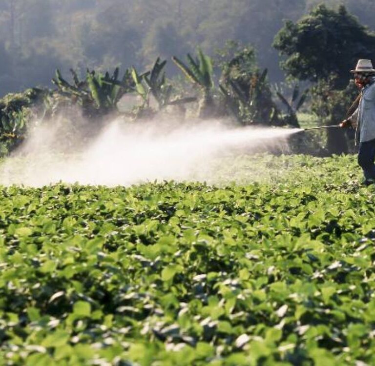 Brasil atualiza normas de sanidade vegetal e cria sistema de certificação
