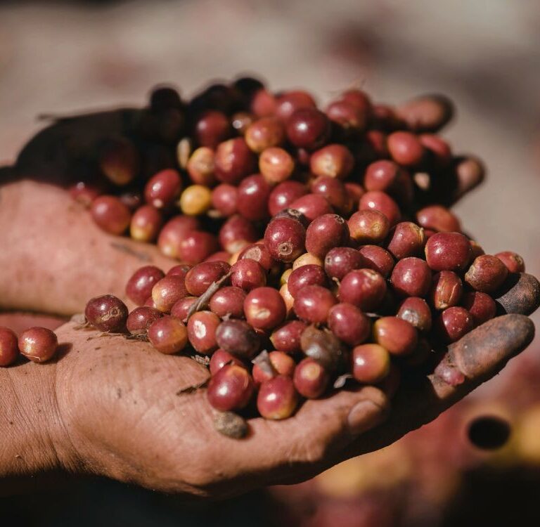 QualiCafé: Seagri abre vagas para patrocinadores da edição 2026