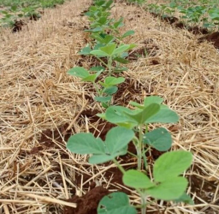 Em Rondônia, Defesa Sanitária manda destruir 80 hectares de soja por plantio irregular