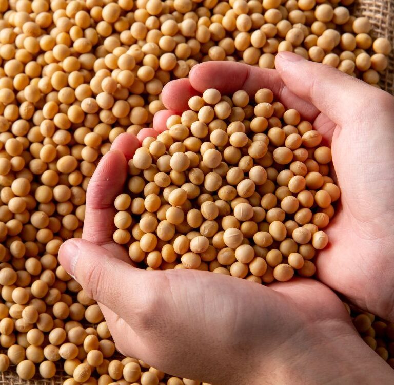 Acre terá vazio sanitário da Soja entre junho e setembro, define Ministério da Agricultura