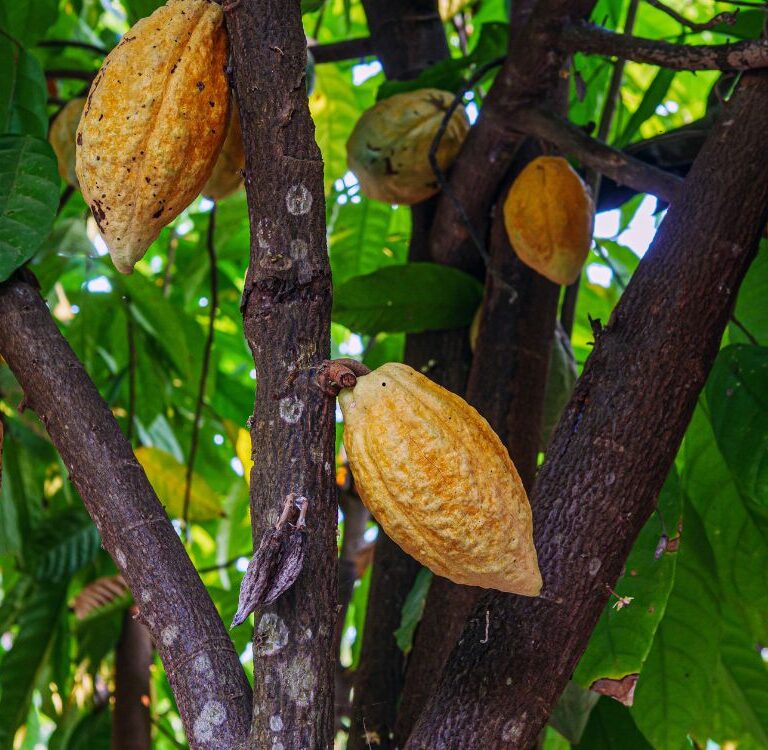 Brasil e Colômbia firmam acordo para fortalecer produção de cacau