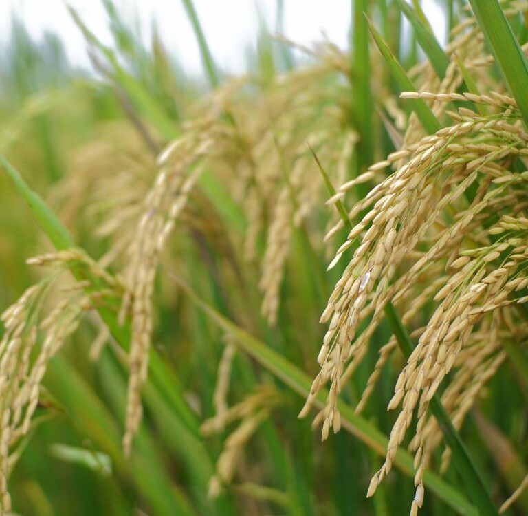 Governo define calendário de plantio de arroz no Acre para safra 2026/2027