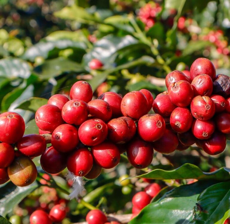 Tarauacá abre cotação para aquisição de 800 mil mudas de café e insumos agrícolas