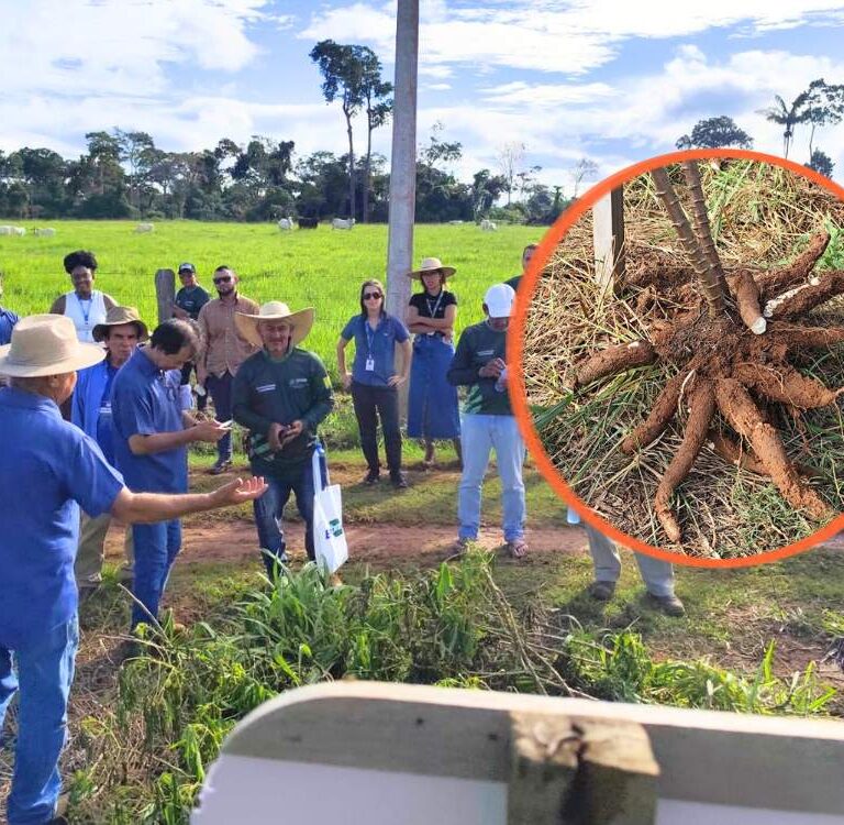 “Dia de Campo” apresenta inovações na mandiocultura em Senador Guiomard