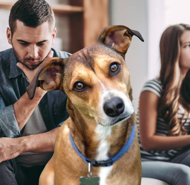 Sancionada a lei que regulamenta guarda compartilhada de pets em caso de separação