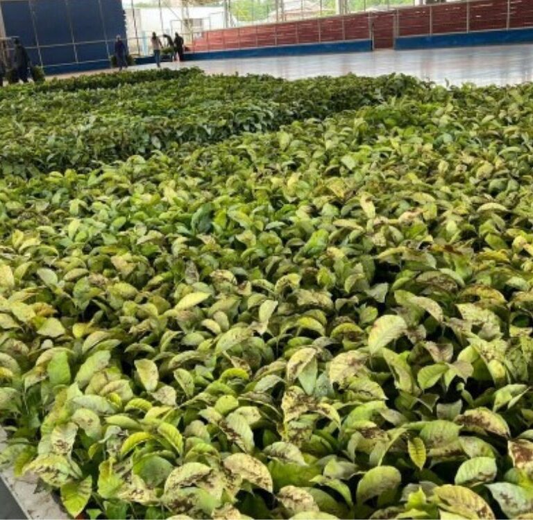 Sena Madureira entregará 300 mil mudas de café para produtores rurais, na quinta-feira