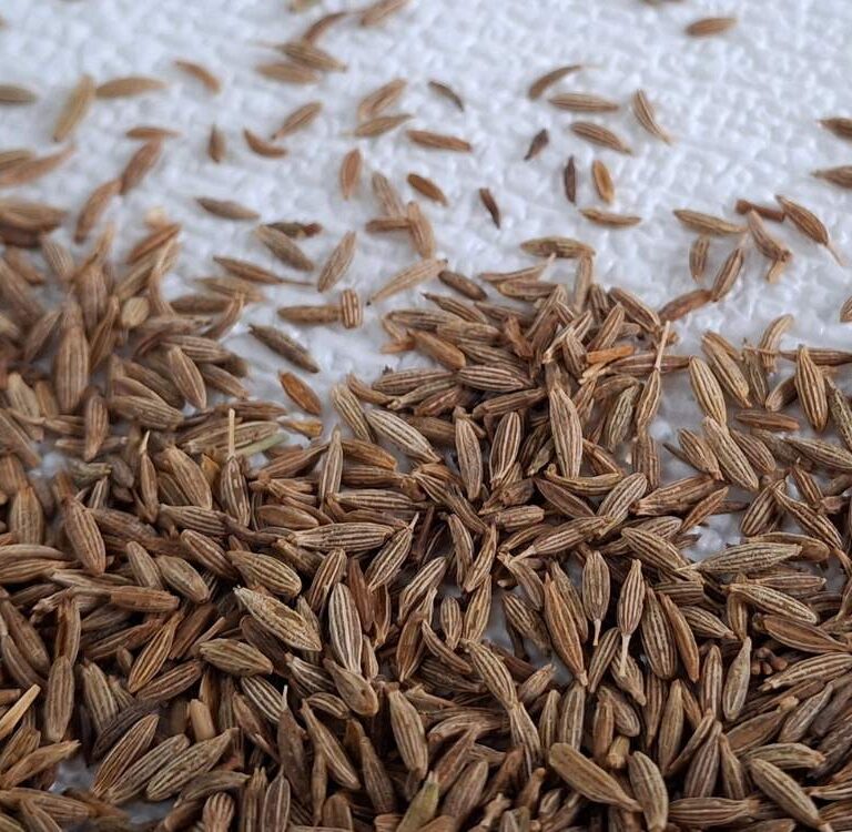 Com inscrições até 13 de maio, PAA Sementes lança chamada pública para agricultura familiar