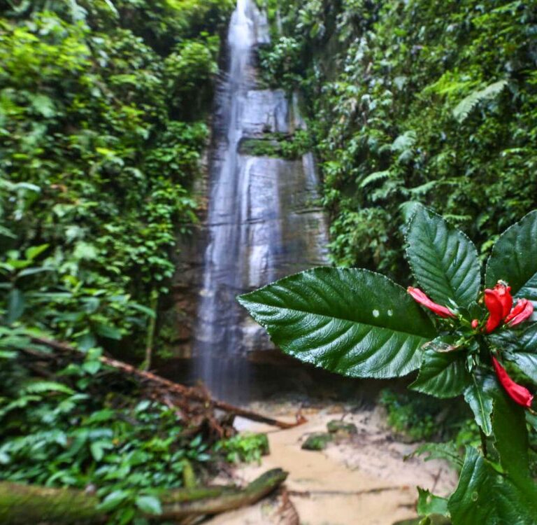 Pesquisa com instituição americana na Serra do Divisor recebe aval do Governo Federal