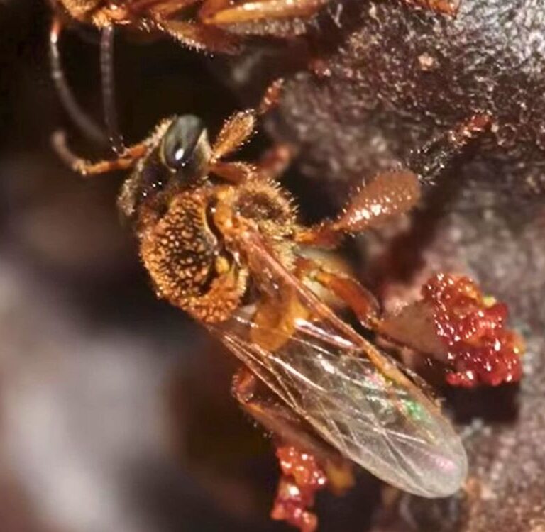 Nova regra para resgate de abelhas sem ferrão deve ser seguida por meliponicultores do Acre