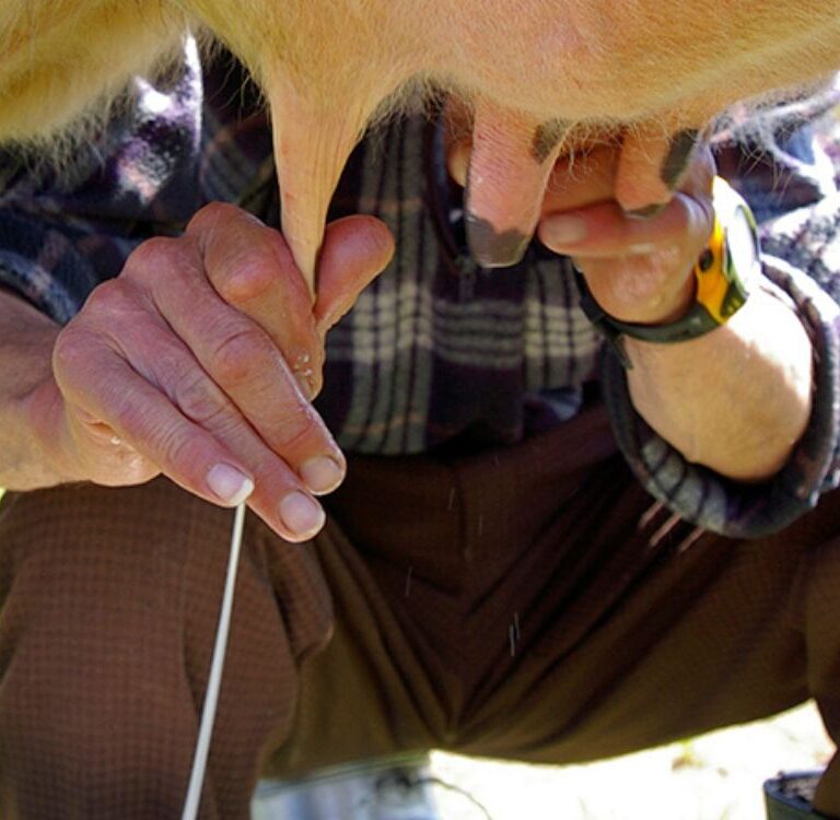 Torneio leiteiro do Circuito Country abre inscrições com prêmio atrativo em Epitaciolândia