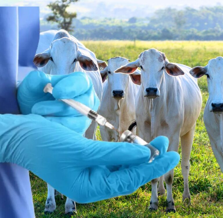 Pecuária: Portaria veta aditivos com antibióticos na alimentação animal em todo o país