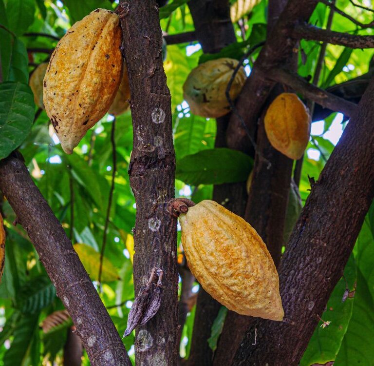 Rondônia torna obrigatório cadastro de lavouras de cacau para produtores rurais