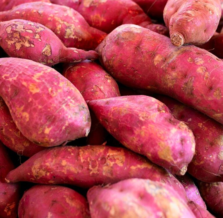 Capacitação gratuita e online da Embrapa ensina do plantio à pós-colheita da batata-doce