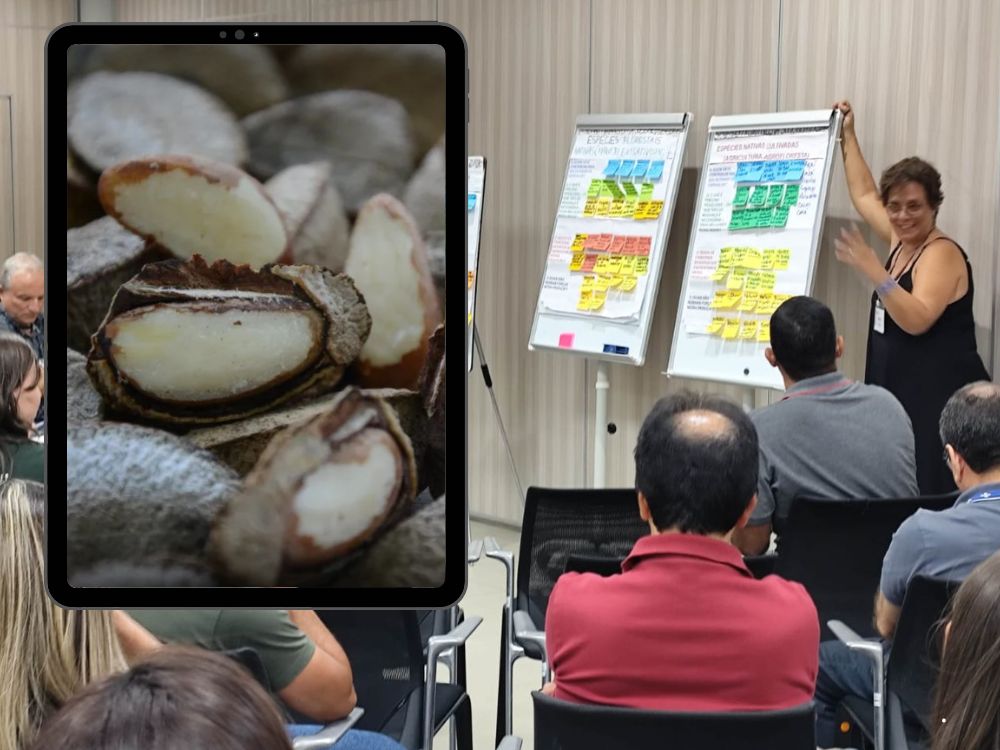Cadeia da castanha é destaque em oficina sobre bioeconomia inclusiva em Rio Branco