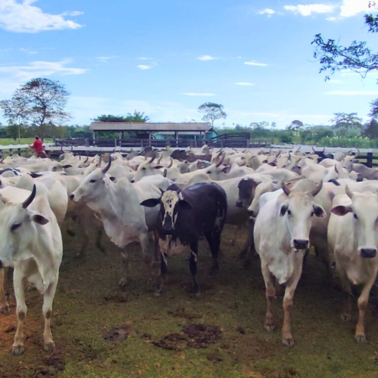 Brasil livre de febre aftosa sem vacinação ganha aval oficial da China: Decisão amplia leque para o Acre
