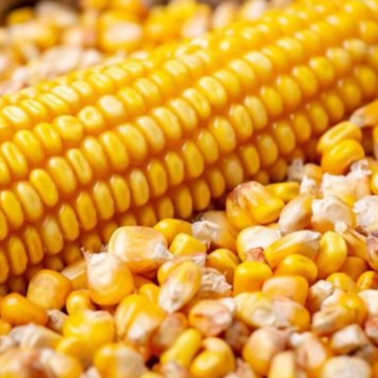 Acre recebe novo carregamento de 300 toneladas milho da Conab para alimentação animal