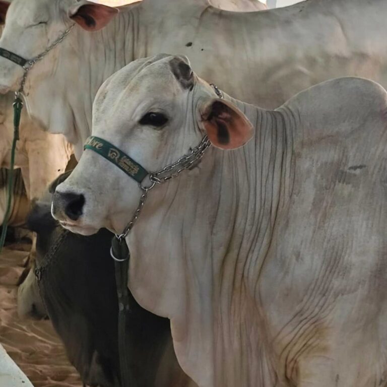 Simpósio Acreano de Pecuária de Corte confirma sucesso antecipado com lotes esgotados 25 dias antes do evento