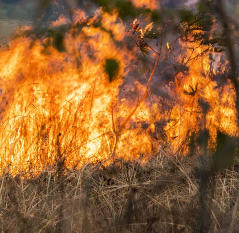 Feijó entra na mira de ação do MPAC para prevenir incêndios e desmatamento