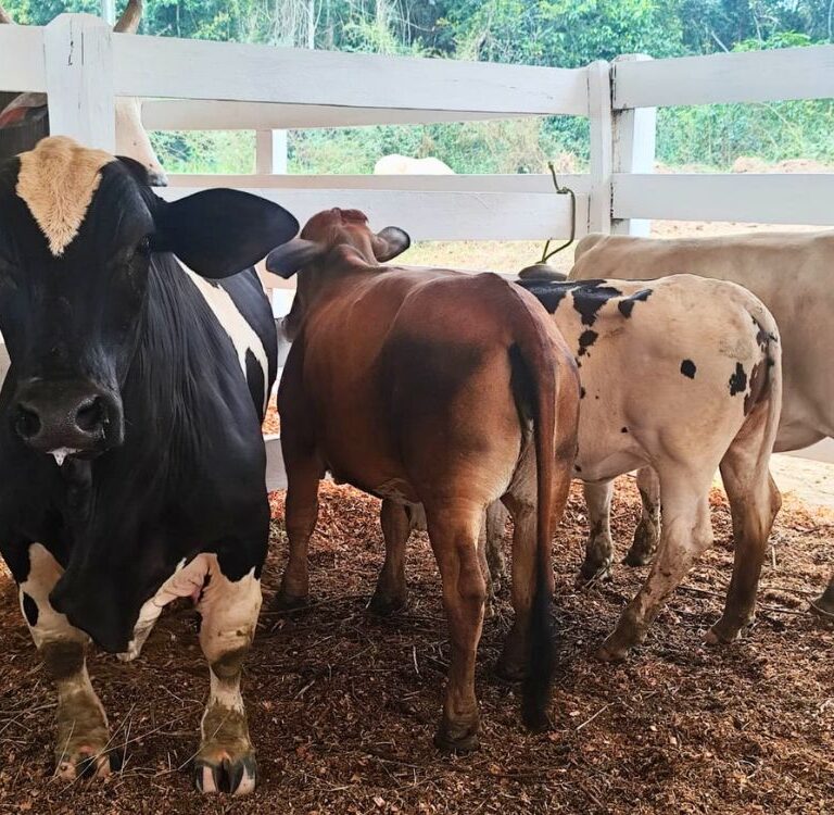 Fazendinha: Bois anões e touros gigantes chamam atenção na 5ª Feira do Agro de Plácido de Castro