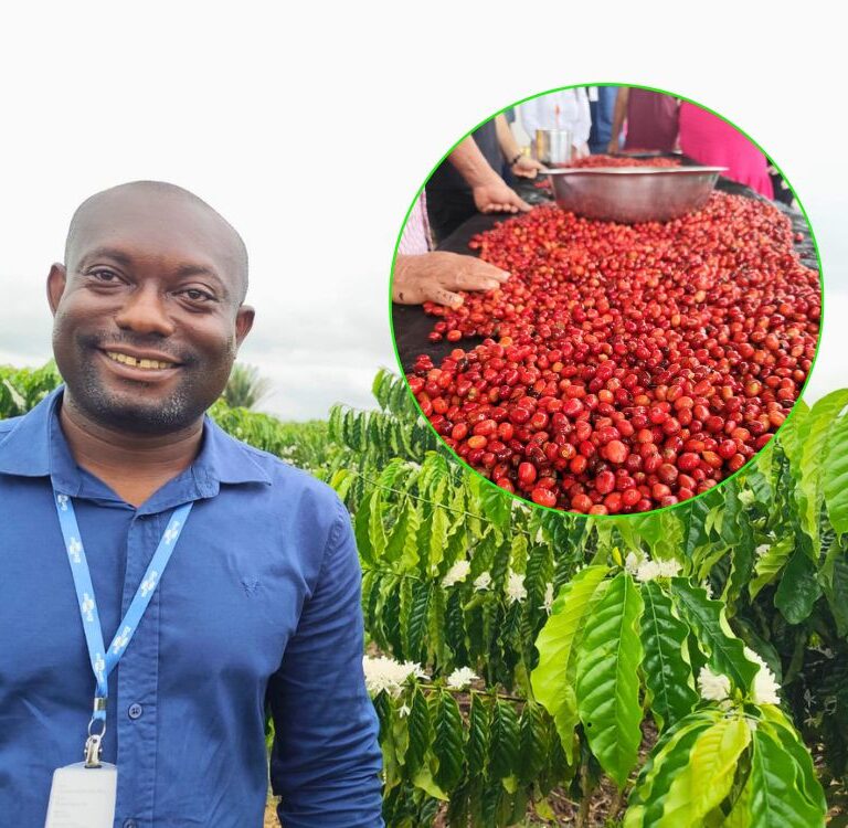 “Colheita no ponto cereja pode aumentar renda do cafeicultor em até 30%”, garante pesquisador da Embrapa