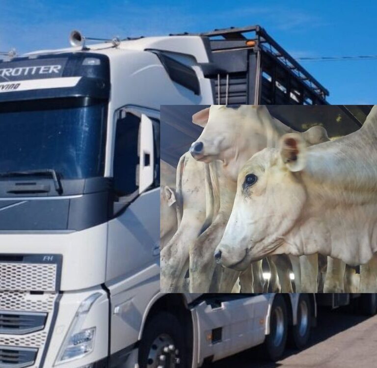 No Acre, suspeito de sonegação de ICMS em transporte interestadual de gado é preso em flagrante