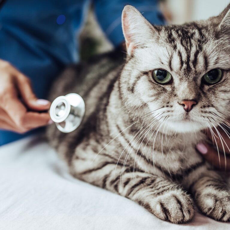Lei torna crime exercício ilegal da medicina veterinária 