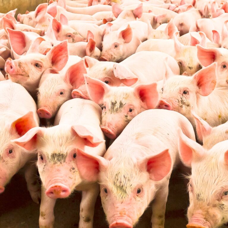 Manejo alimentar adequado é determinante para crescimento e terminação de suínos