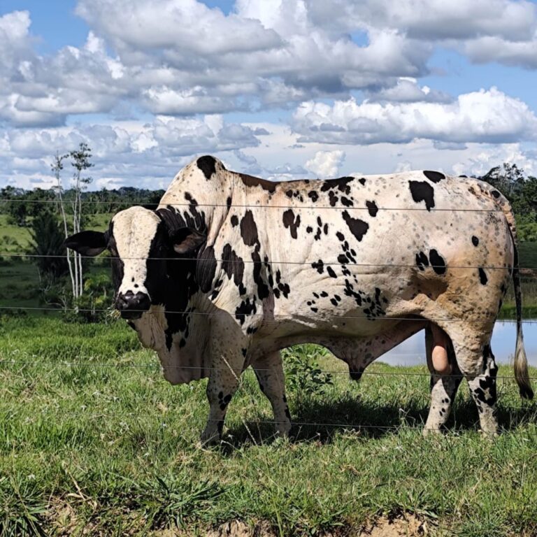 Acre institui plano para reduzir emissões e fortalecer agropecuária sustentável até 2030