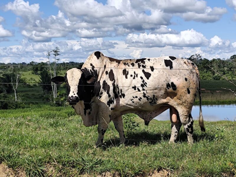 Acre institui plano para reduzir emissões e fortalecer agropecuária sustentável até 2030