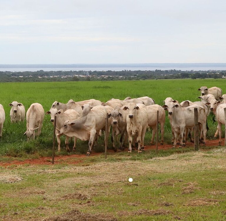 “De olho na Fazenda”: Marca CV Nelore Mocho oferece 500 animais a preços fixos