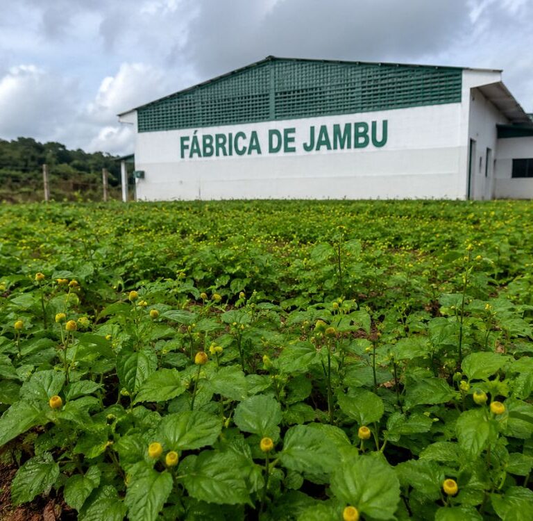 Licitação prevê construção de fábrica para impulsionar cadeia produtiva do jambu em Xapuri