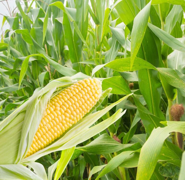 Acre passa a contar com novo ZARC para cultivo de milho consorciado com braquiária