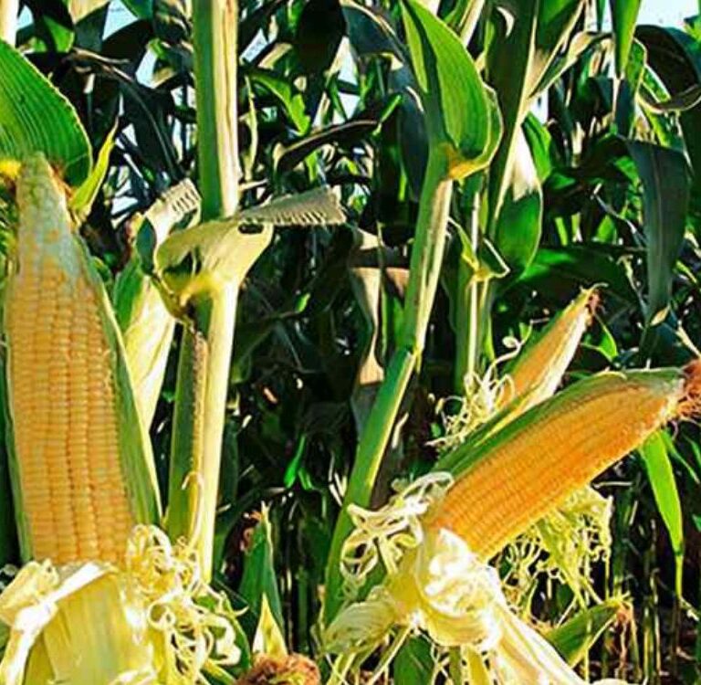Acre tem novo zoneamento para cultivo de milho com braquiária