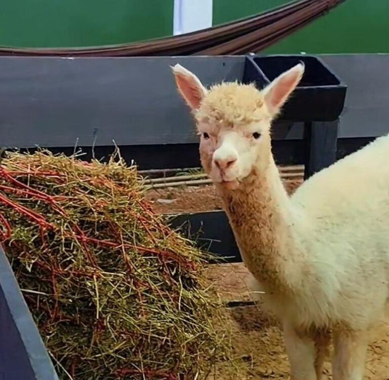 Criador de Rondônia leva alpacas, lhamas e ovelhas para a Expoacre e desperta curiosidade do público