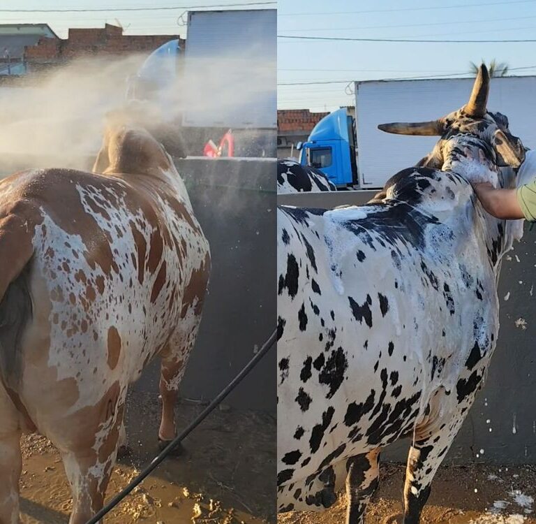 Veterinário revela por que os banhos são essenciais para a saúde dos animais na Expoacre: “Vai além da estética”